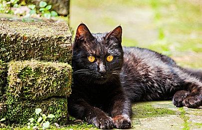 《终结者2D：NO FATE》预告 迟到了三十多年的游戏